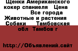 Щенки Американского кокер спаниеля › Цена ­ 15 000 - Все города Животные и растения » Собаки   . Тамбовская обл.,Тамбов г.